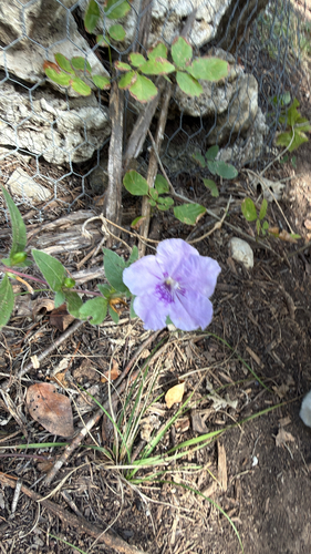 Ruellia humilis observed 2026-10-24