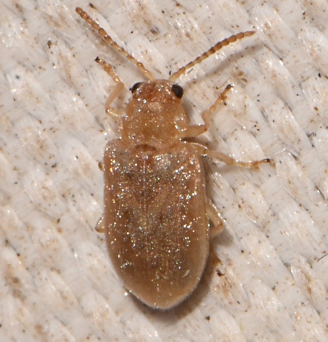 Monoxia obesula
