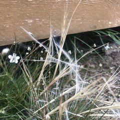 Stipa glareosa