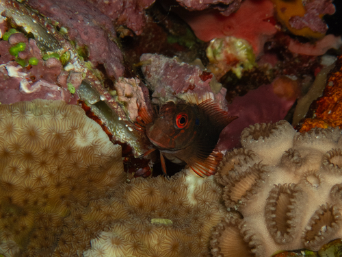 Cirripectes castaneus observed 2026-10-24