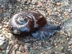 Powelliphanta