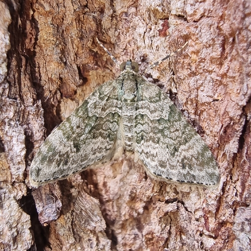 Hydriomena, 2026-10-23