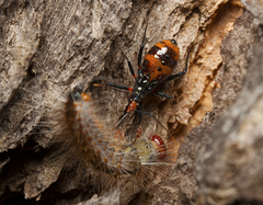 Havinthus rufovarius