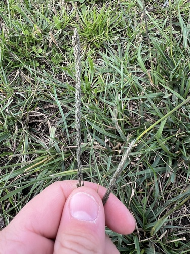 Sporobolus indicus observed 2026-10-24