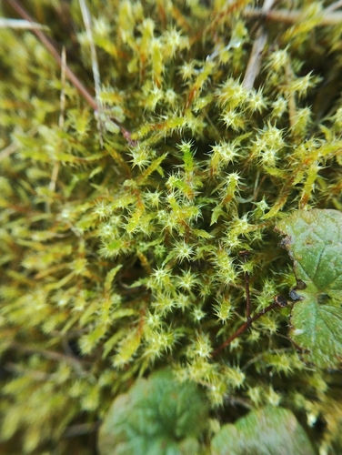 Rhytidiadelphus squarrosus observed 2026-10-23