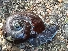 Powelliphanta