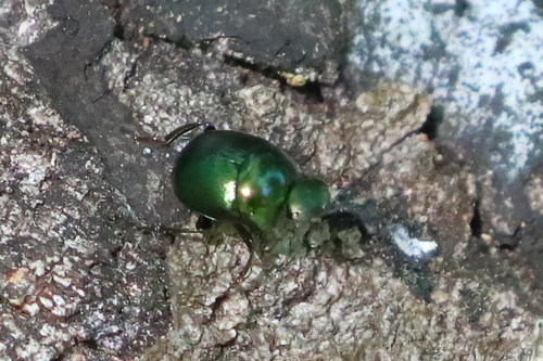 Canthon viridis