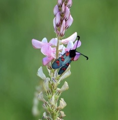 Zygaena oxytropis