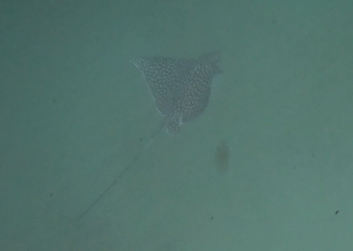 Aetobatus narinari observed 2026-10-23