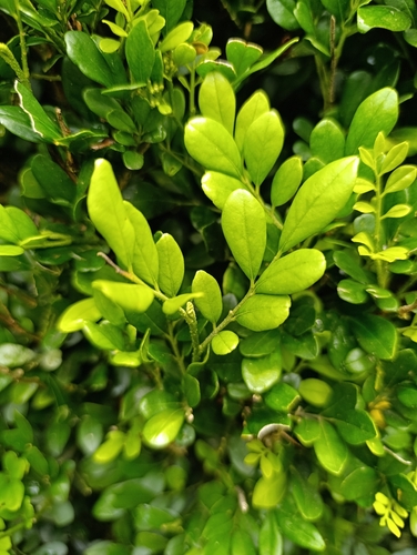 Murraya paniculata observed 2026-10-24