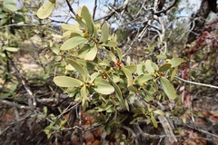 Santalum spicatum