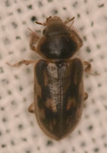 Heterocerus