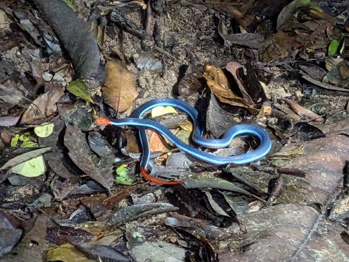 Calliophis bivirgatus observed 2026-10-24