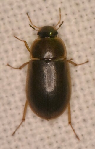 Helochares obscurus