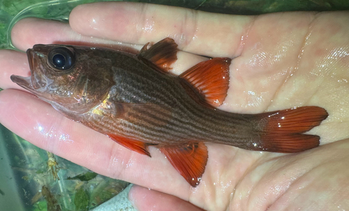 Lepidamia kalosoma observed 2026-10-24