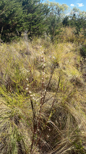 Andropogon ternarius observed 2026-10-24