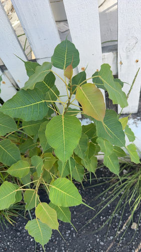 Ficus religiosa observed 2026-10-24