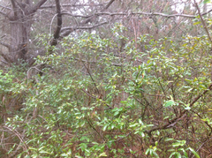 Frangula californica californica