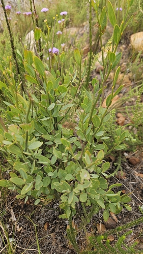 Caryophyllaceae observed 2026-10-24