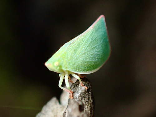 Siphanta acuta, 2026-10-24