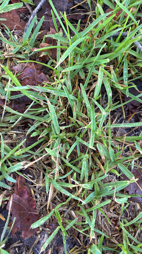 Stenotaphrum secundatum observed 2026-10-24