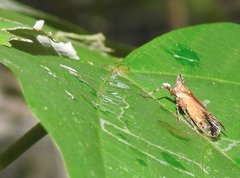 Orthopagus splendens
