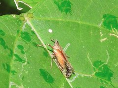 Orthopagus splendens