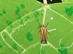 Orthopagus splendens