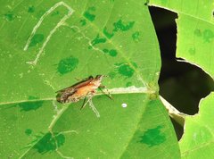 Orthopagus splendens