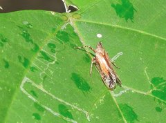 Orthopagus splendens