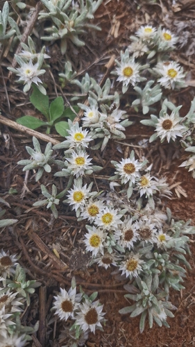 Helichrysum cerastioides, 2026-10-11