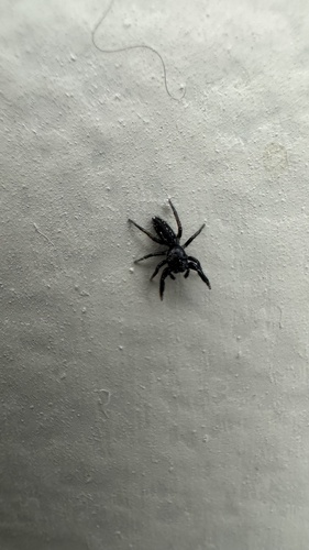 Ribbon Jumping Spider