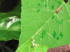 Orthopagus splendens