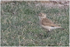 Geositta cunicularia