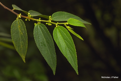 Trema tomentosum observed 2026-10-20