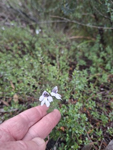 Prostanthera saxicola, 2026-10-22