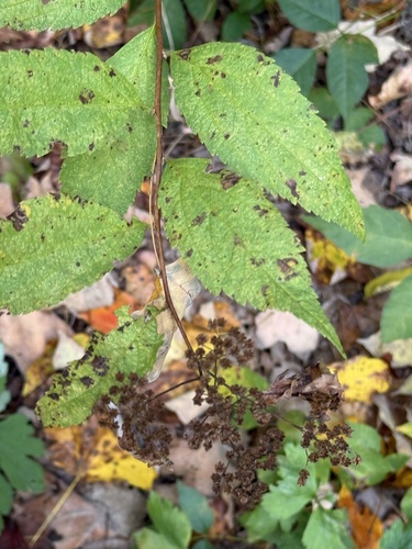 Spiraea japonica observed 2026-10-17