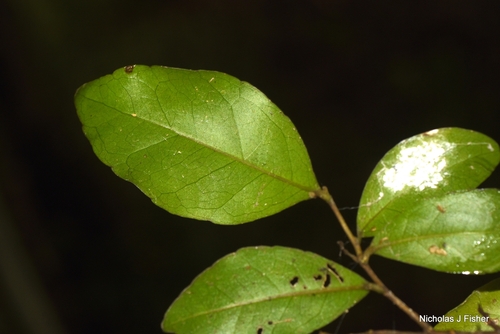 Elaeocarpus obovatus observed 2026-10-20