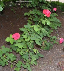 Rosa