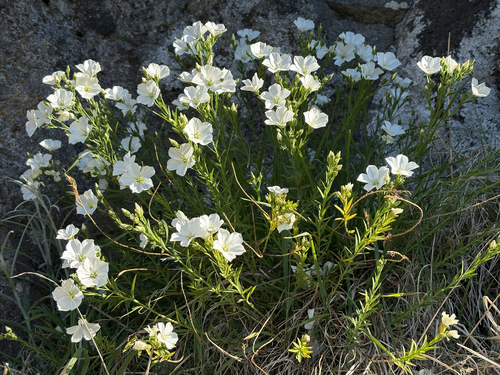 Linum monogynum observed 2026-10-24
