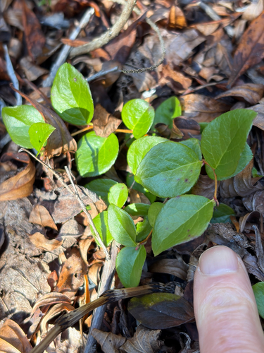 Gaultheria ovatifolia observed 2026-10-23