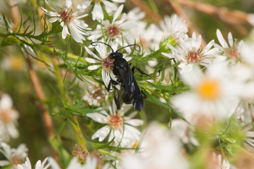Great Black Digger Wasp