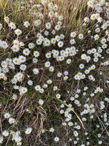 Anaphalioides bellidioides observed 2026-10-24