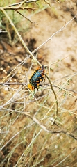 Julodis viridipes