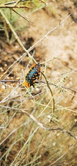 Julodis viridipes