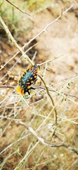 Julodis viridipes