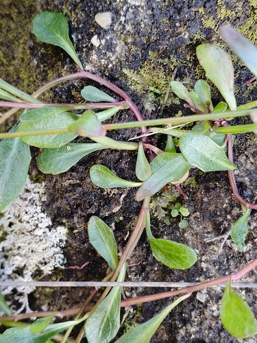 Lobelia anceps observed 2026-10-24