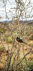 Julodis viridipes
