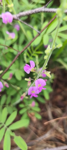 Tephrosia cinerea observed 2026-10-24