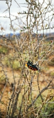 Julodis viridipes